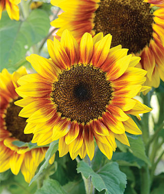 what flowers to plant in summer, sunflowers in summer garden, tips for summer, watsonville, marina, gilroy, ace hardware